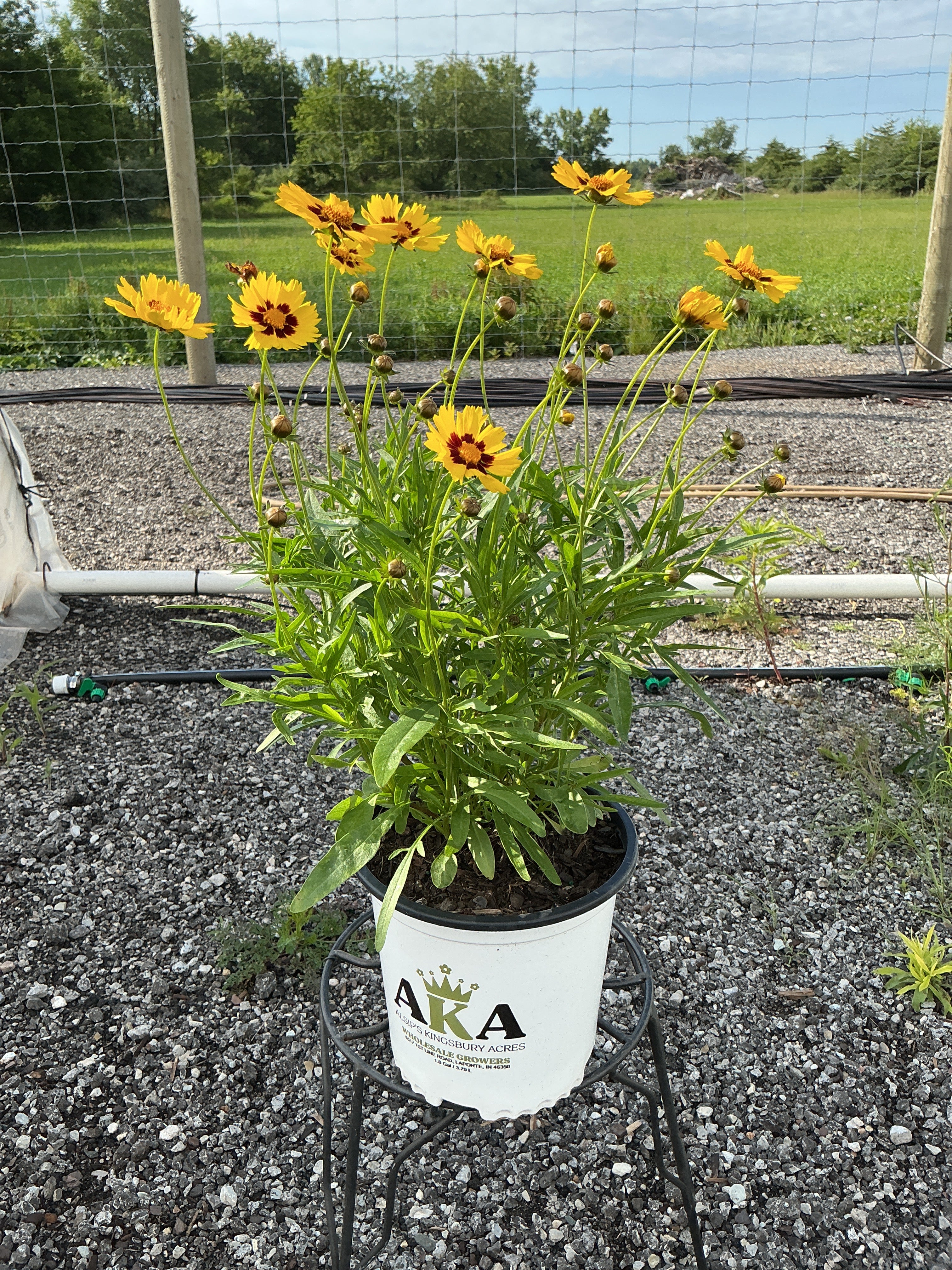 Coreopsis Tickseed Uptick Red