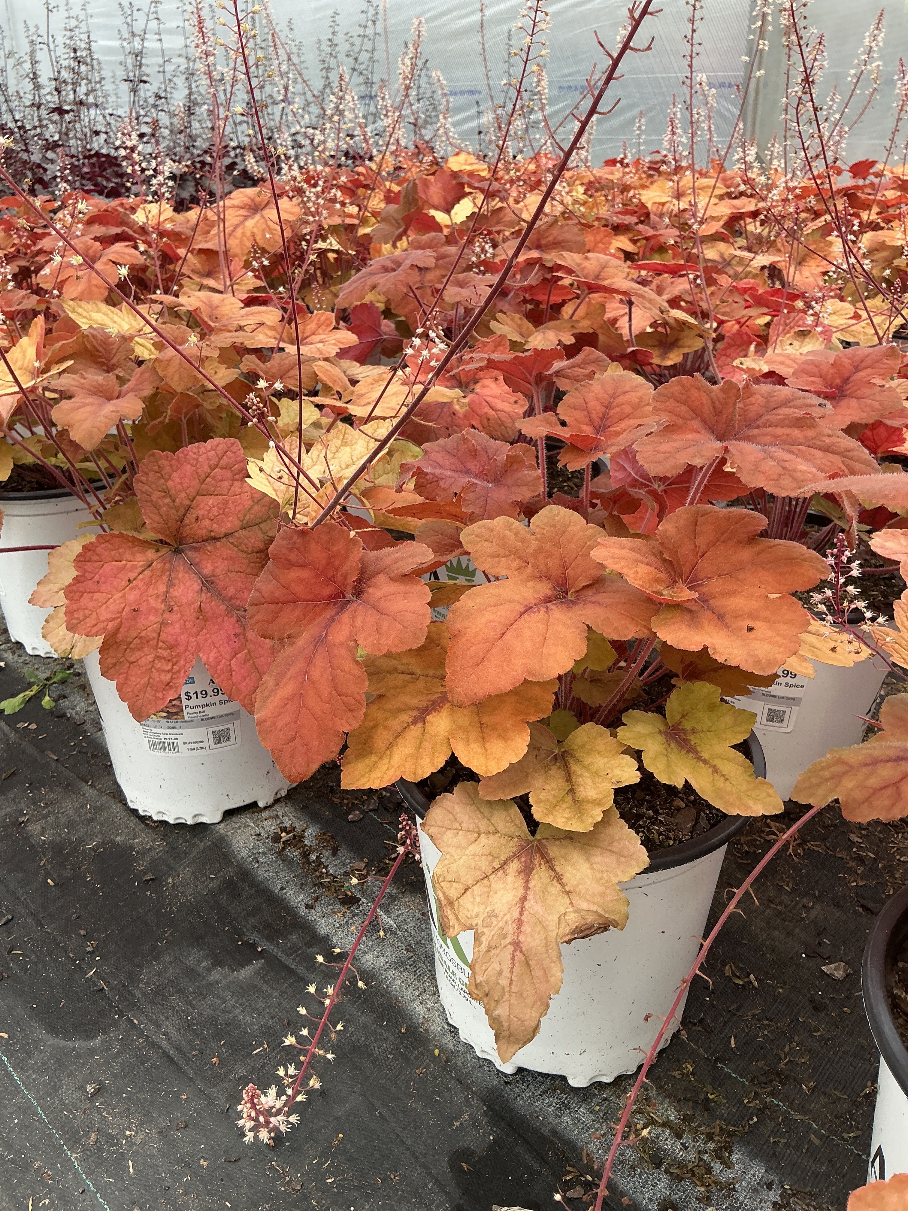Heucherella Foamy Bell Pumpkin Spice