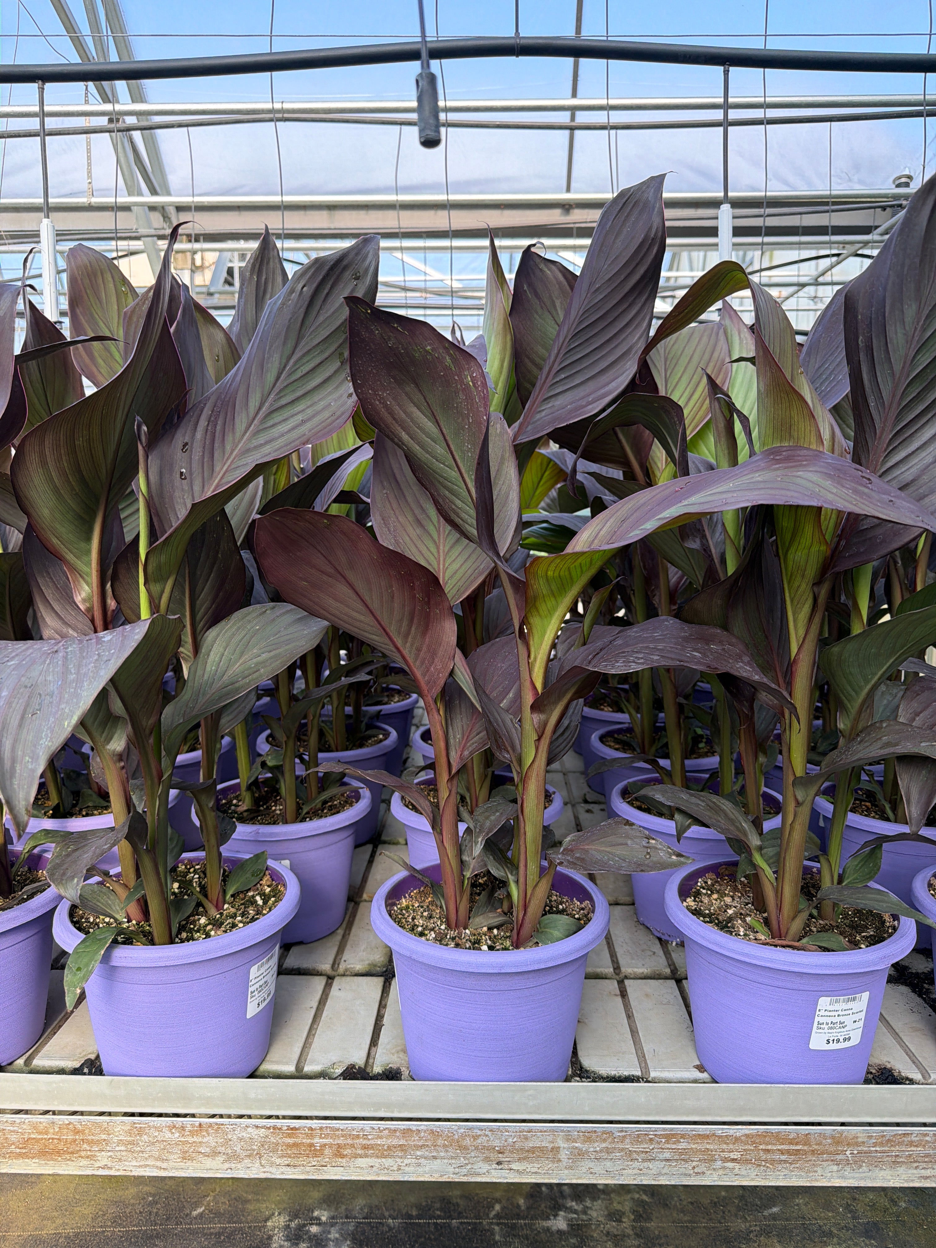 Canna Cannova Bronze Scarlet - 8" Planter