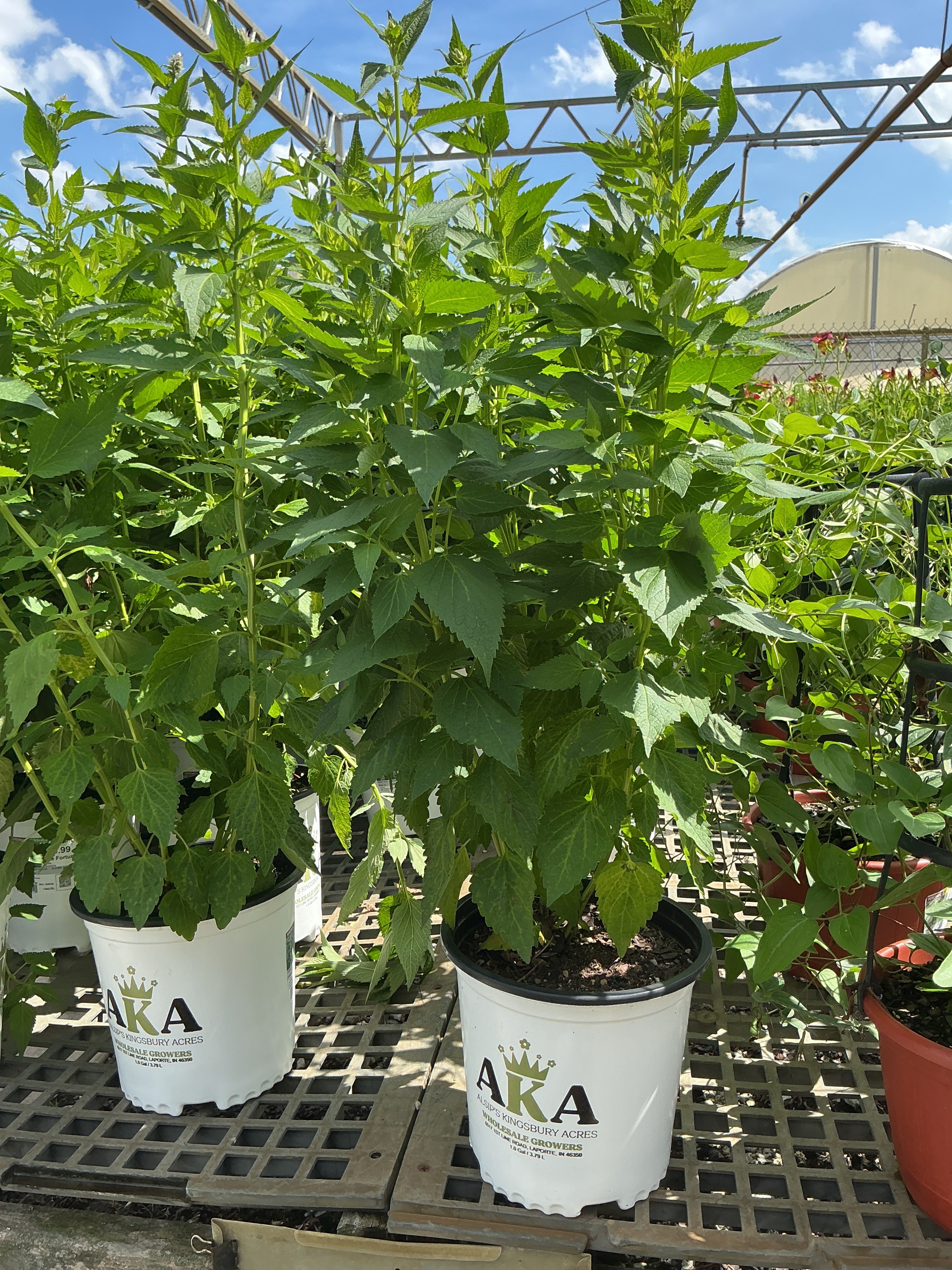 Agastache Hyssop Blue Fortune