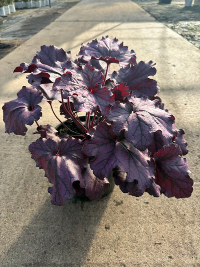Heuchera Coral Bell Forever Purple