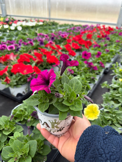 Petunia Starlet Burgundy - 4.33" Premium Annual