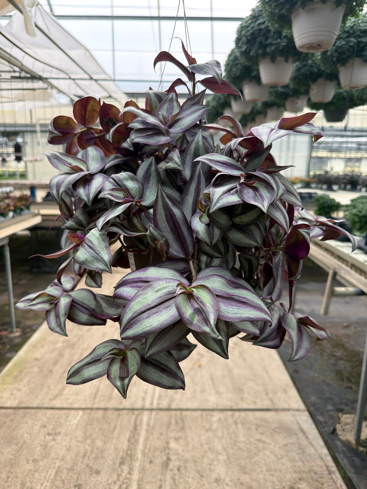 Tradescantia zebrina - 8" Hanging Basket