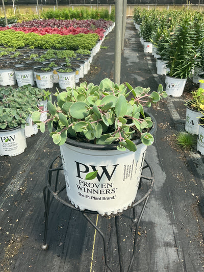 Sedum Stonecrop Rock'n Grow Popstar - 6" Perennial