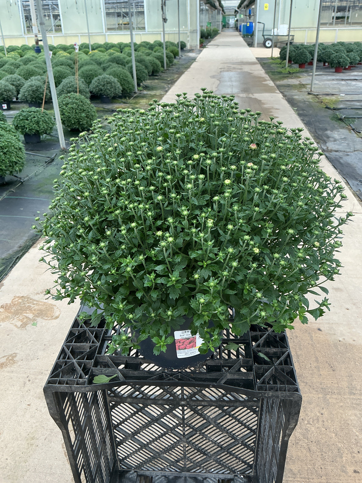 Jacqueline Rose - 8"x5" Potted Garden Mum