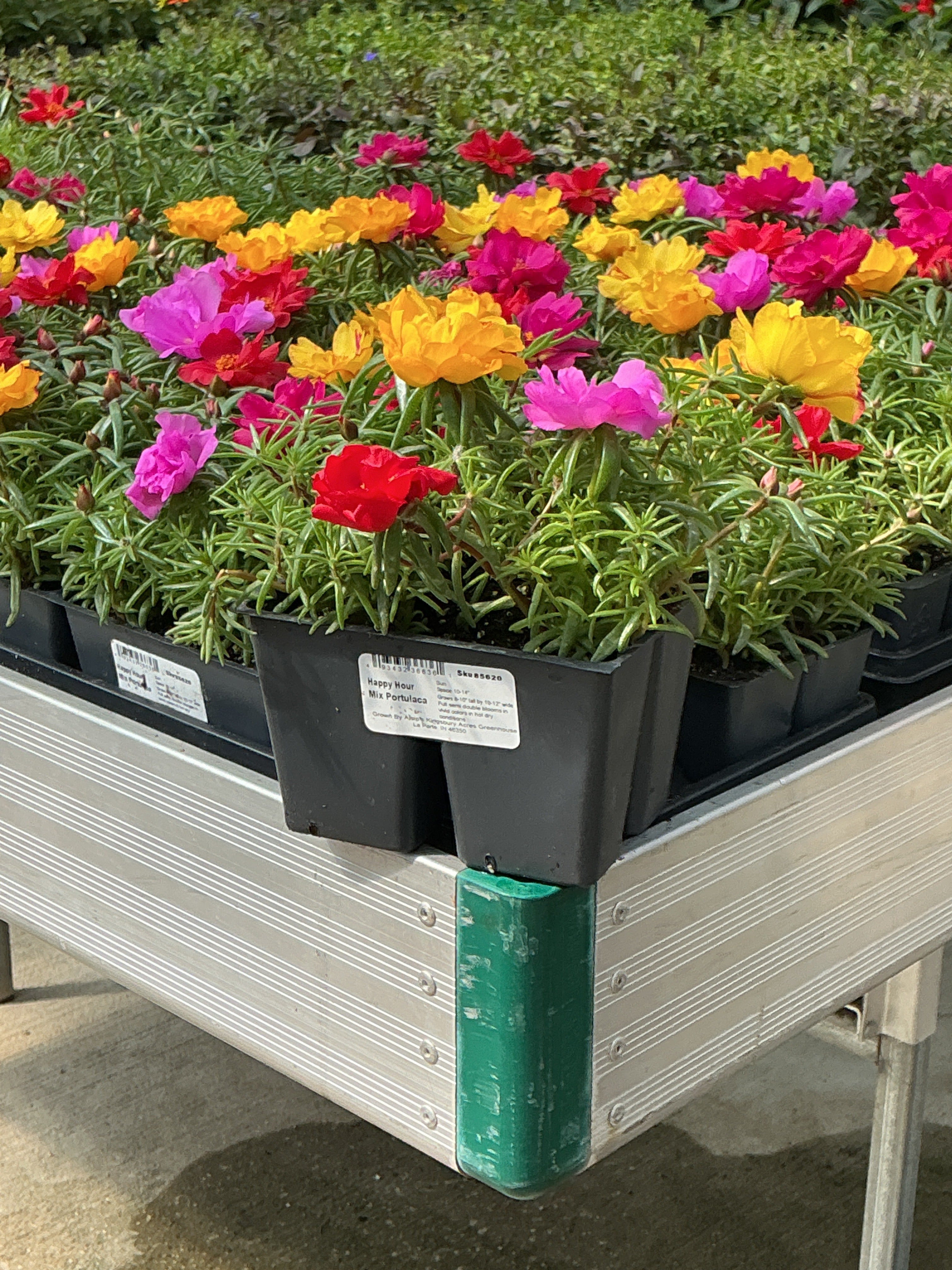 Portulaca Happy Hour Mix - 4 Pack Annual
