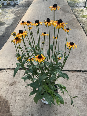 Rudbeckia Black Eyed Susan Suntacular