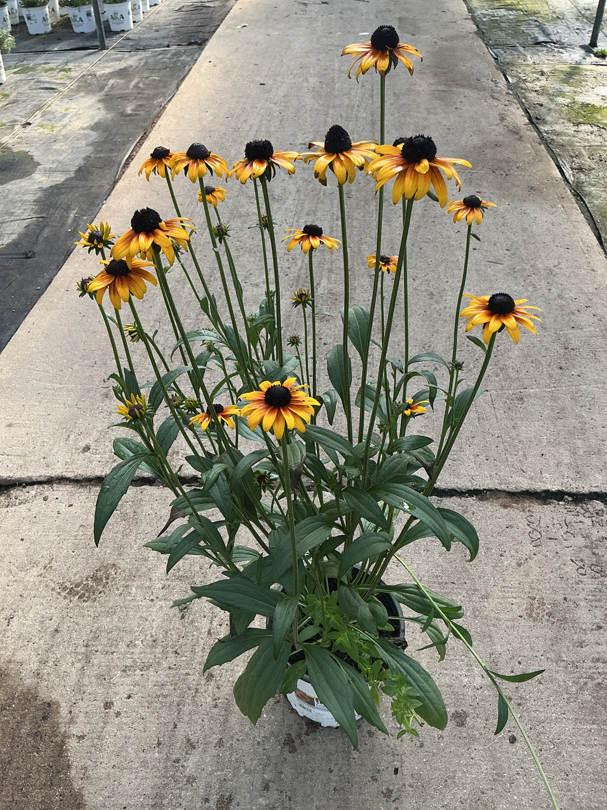Rudbeckia Black Eyed Susan Suntacular