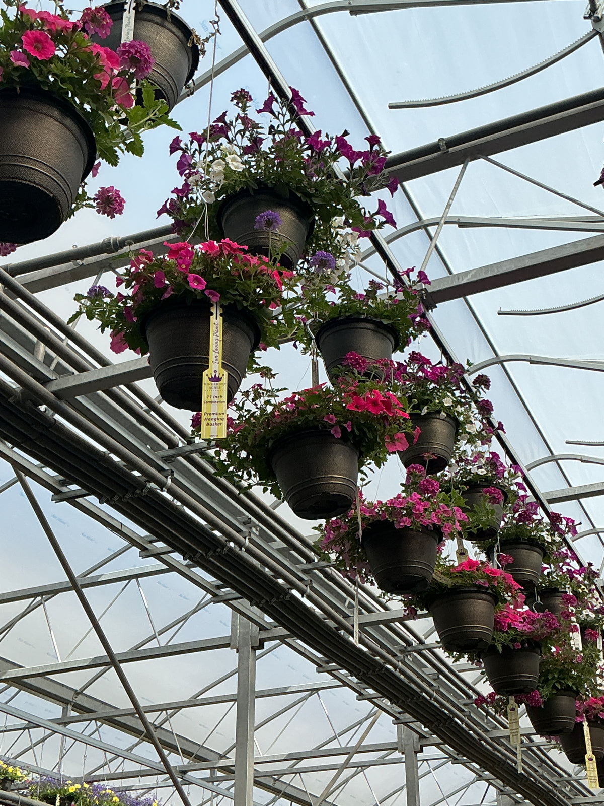 124 I Heart Pink - 11" Hanging Basket