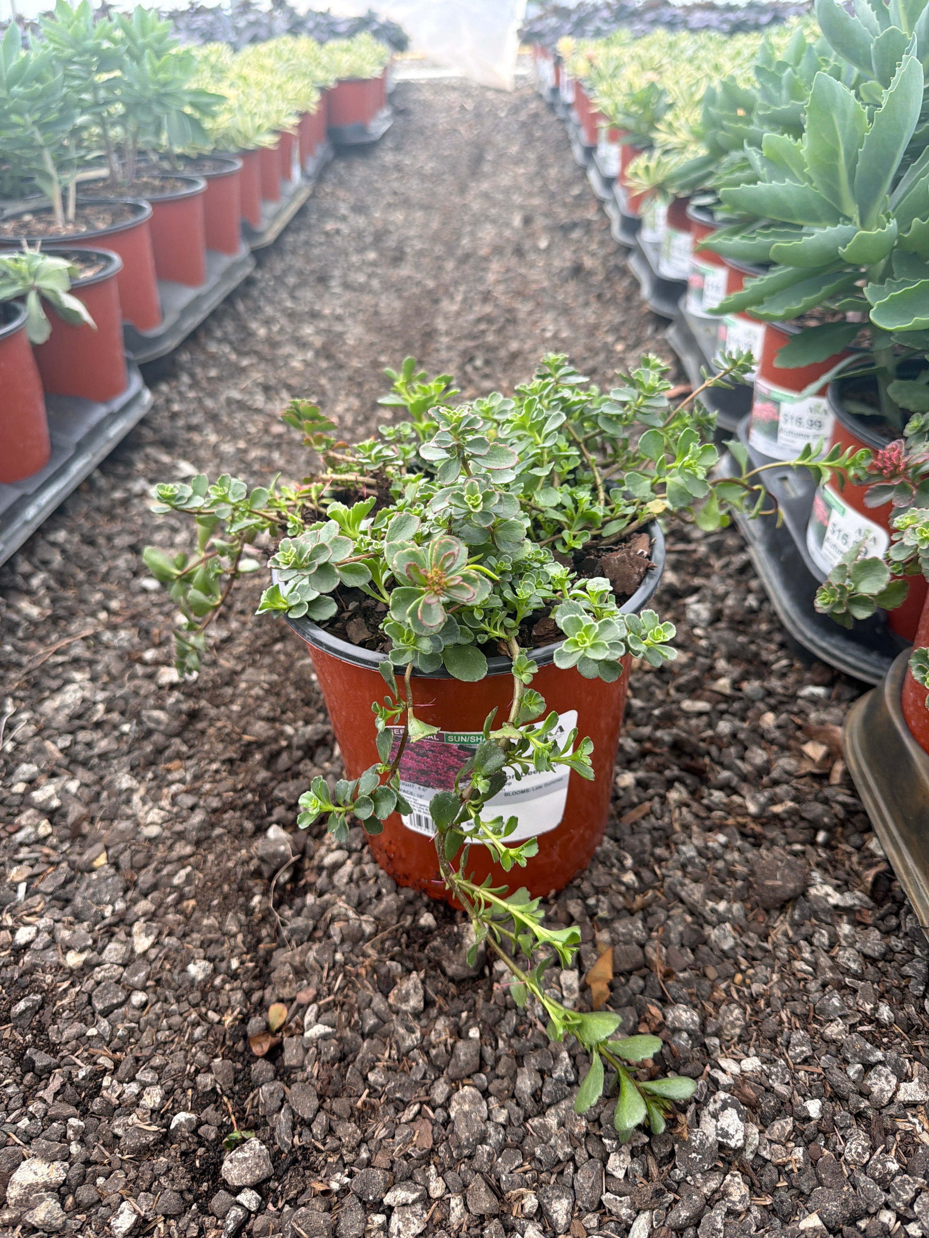 Sedum Stonecrop Spot on Deep Rose - 6" Perennial