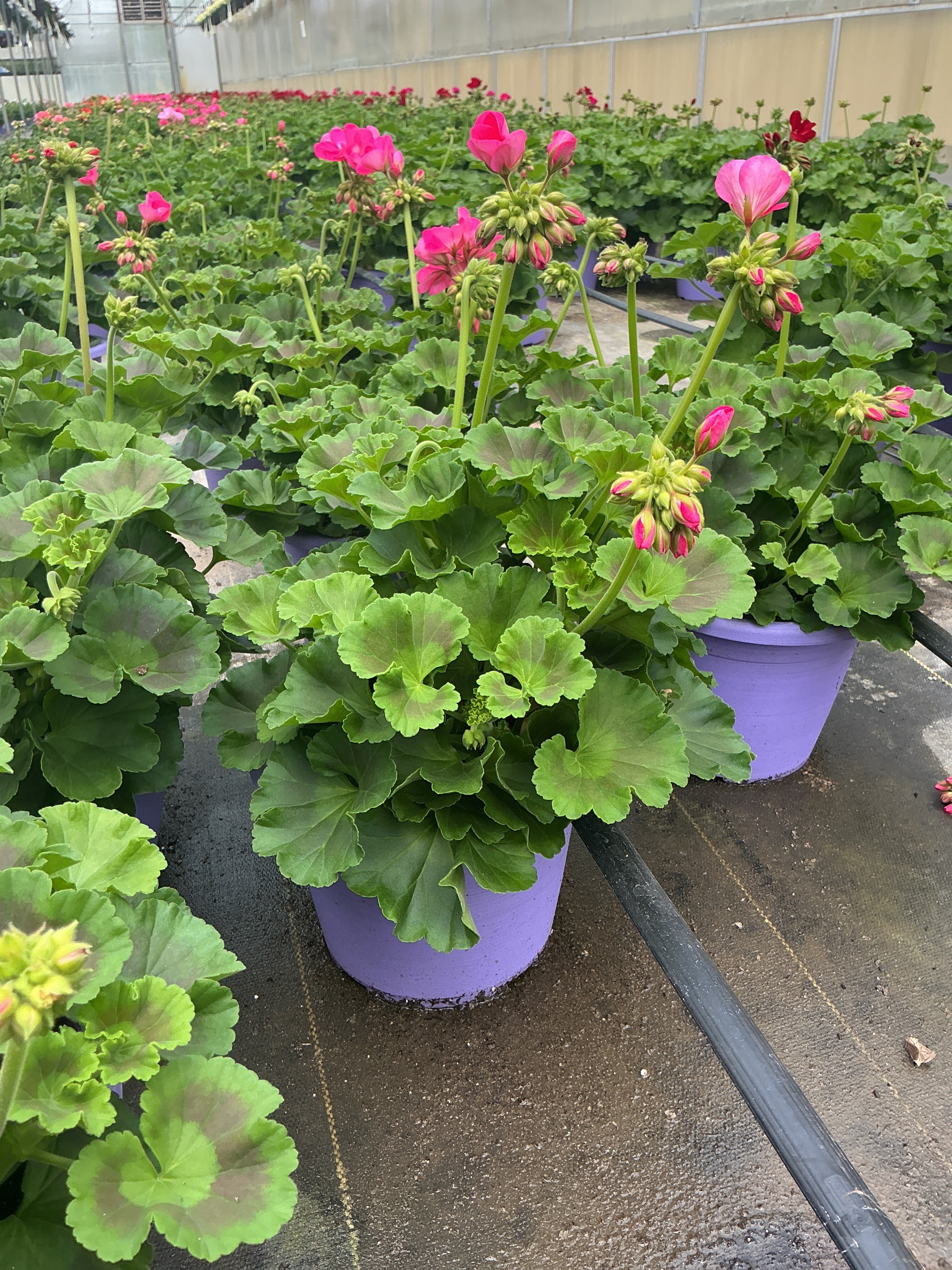 Geranium Dynamo Pink Hot - 8" Planter