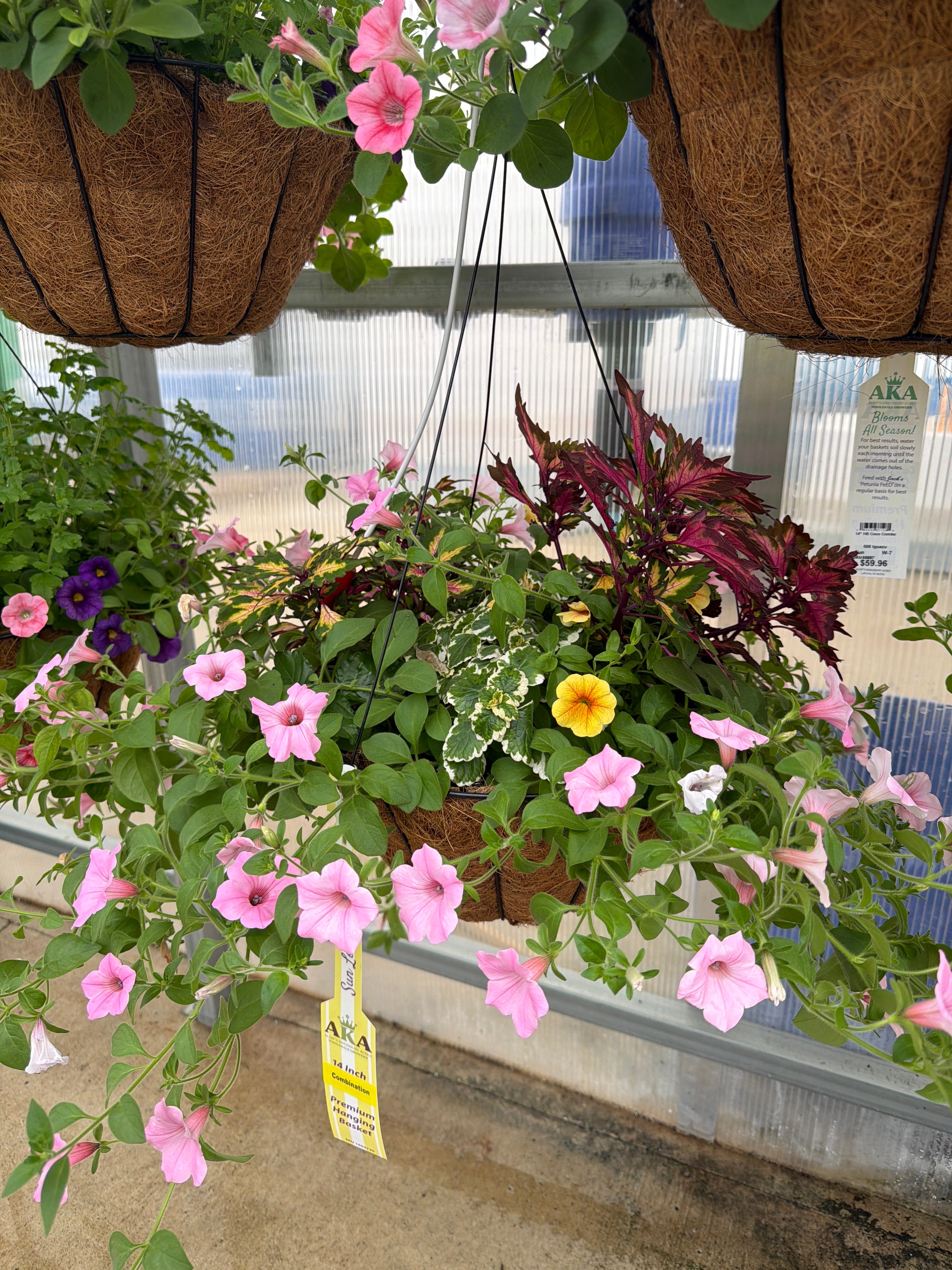 504 Miami Magic - 14" Coco Hanging Basket