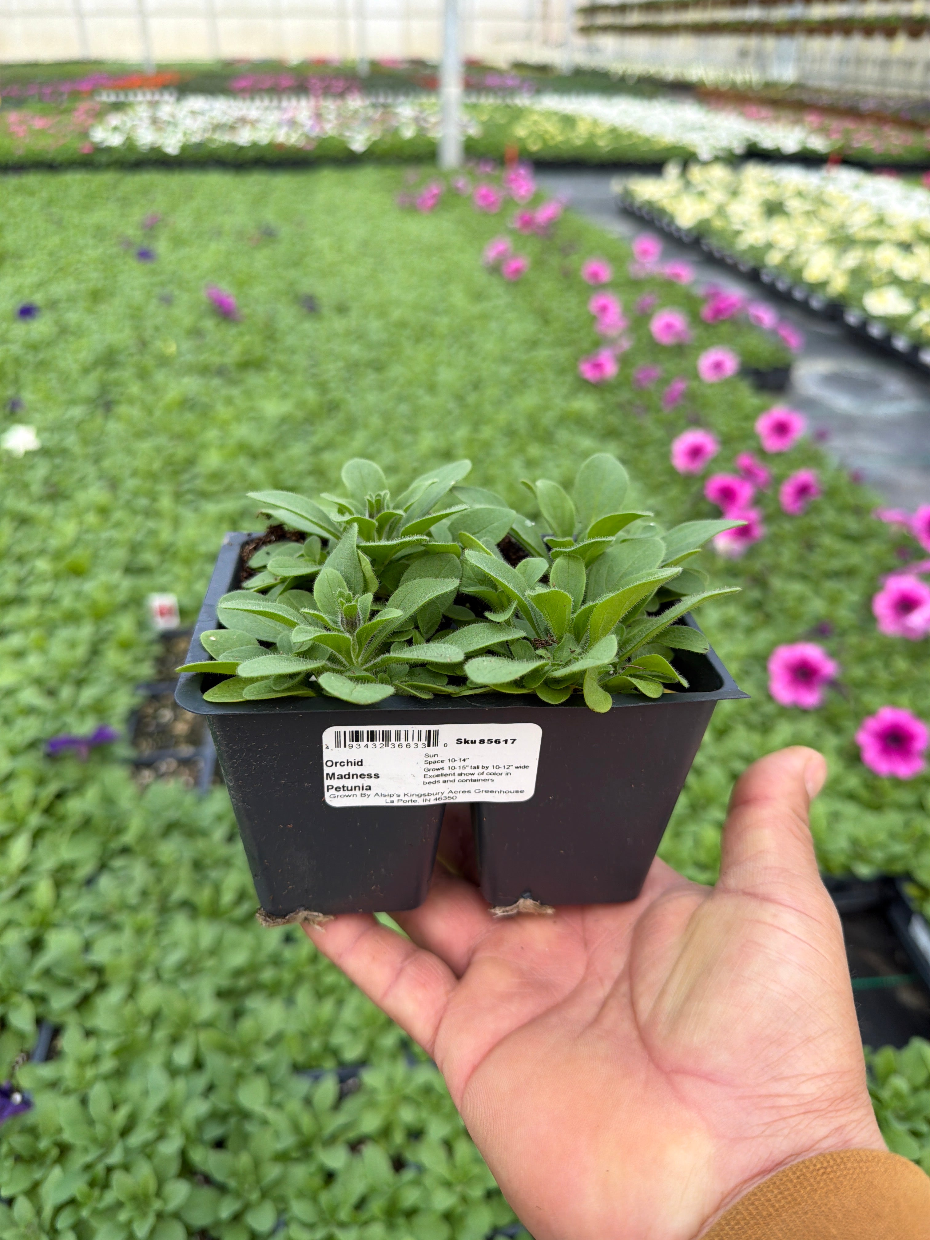 Petunia Madness Orchid - 4 Pack Annual