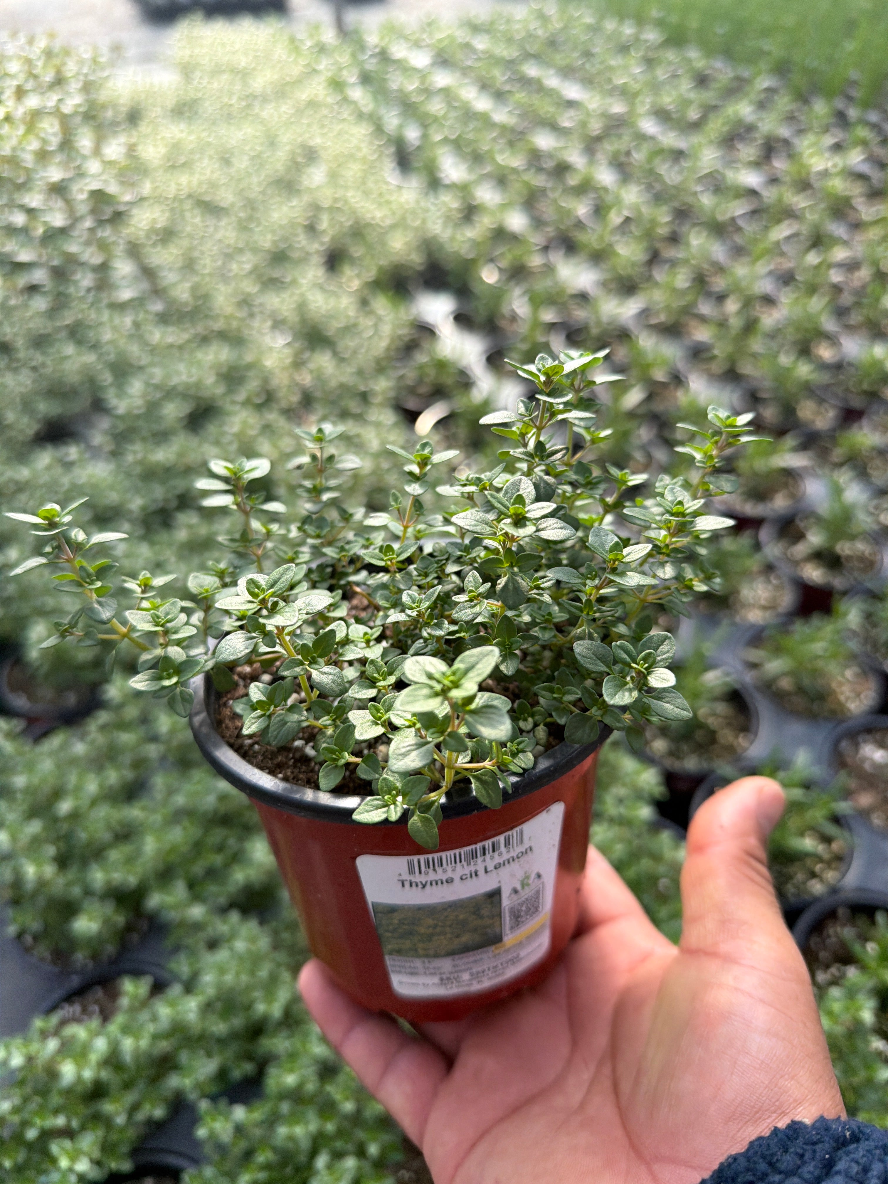 Lemon Thyme - 4.33" Potted Herb