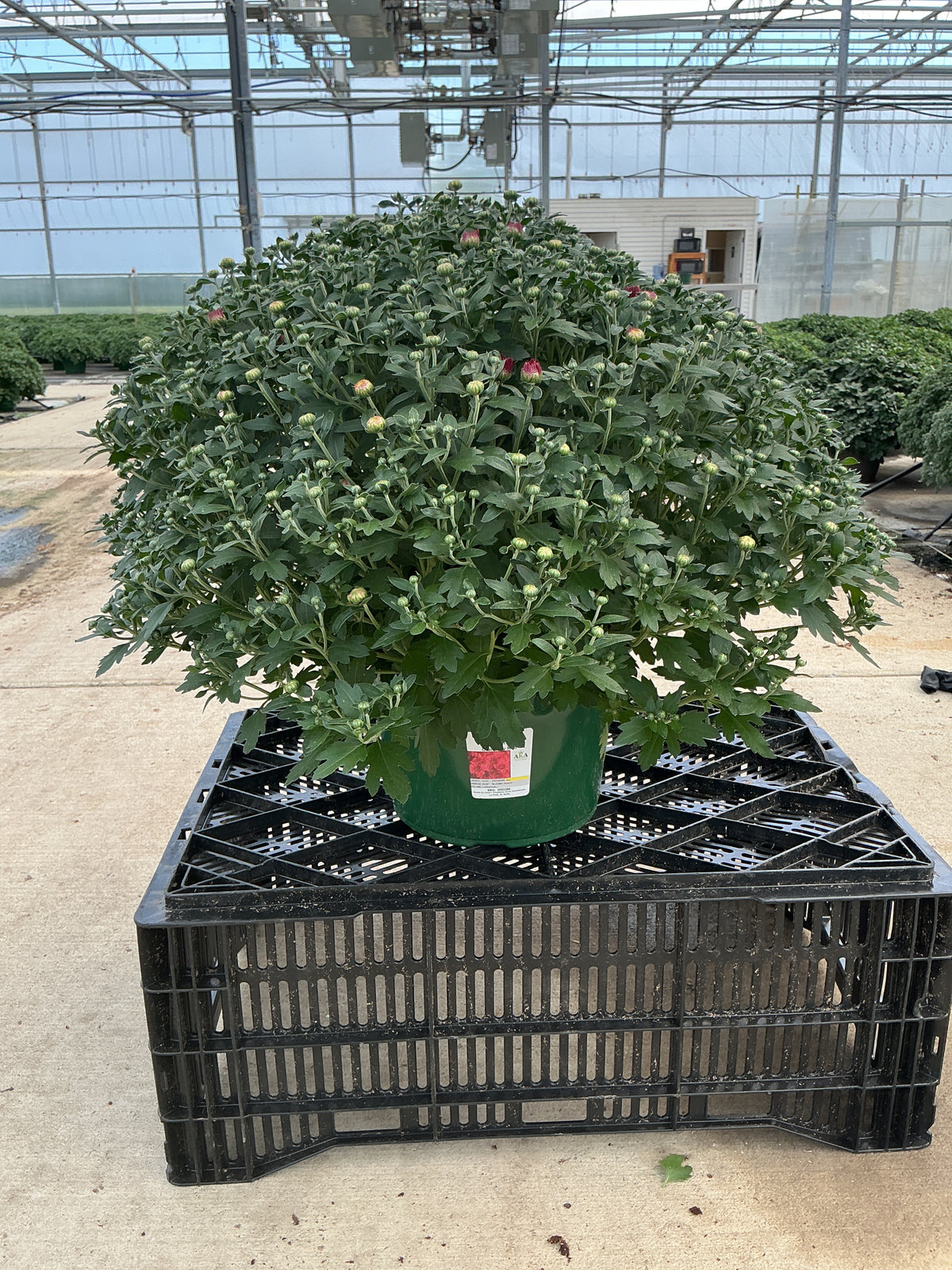 Cranbury Red - 9"x6" Potted Garden Mum