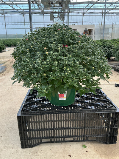 Cranbury Red - 9"x6" Potted Garden Mum
