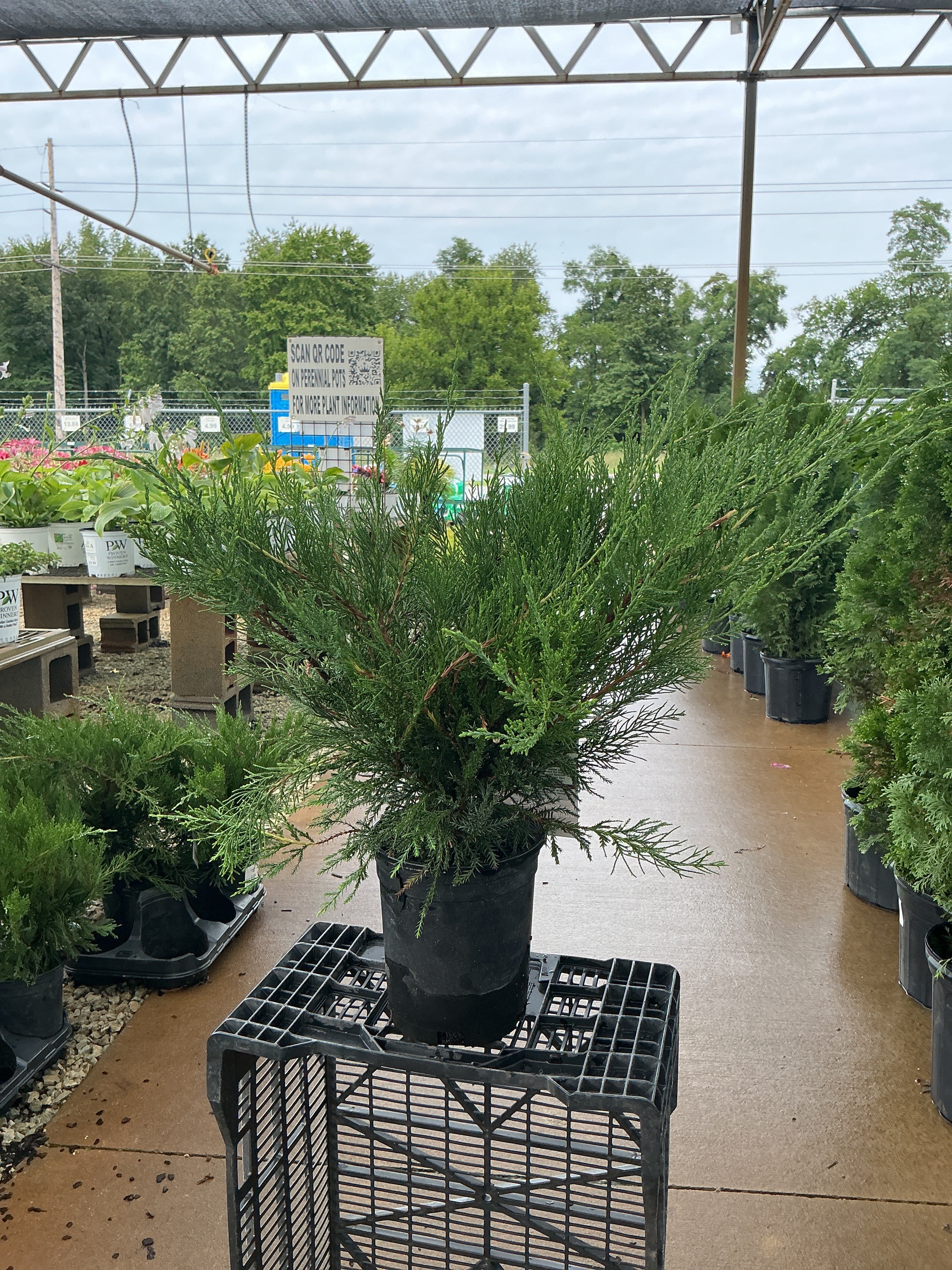 Juniper Sea Green