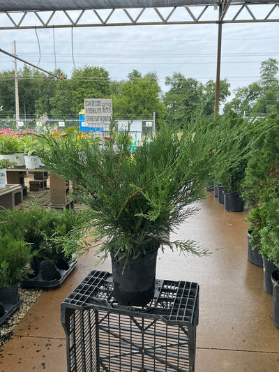 Juniper Sea Green