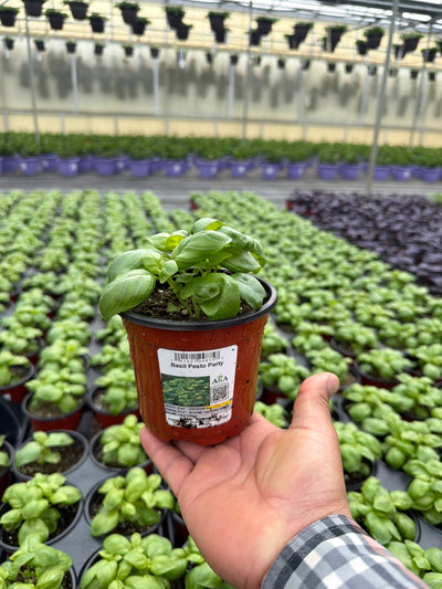 Basil Pesto Party - 4.33" Potted Herb