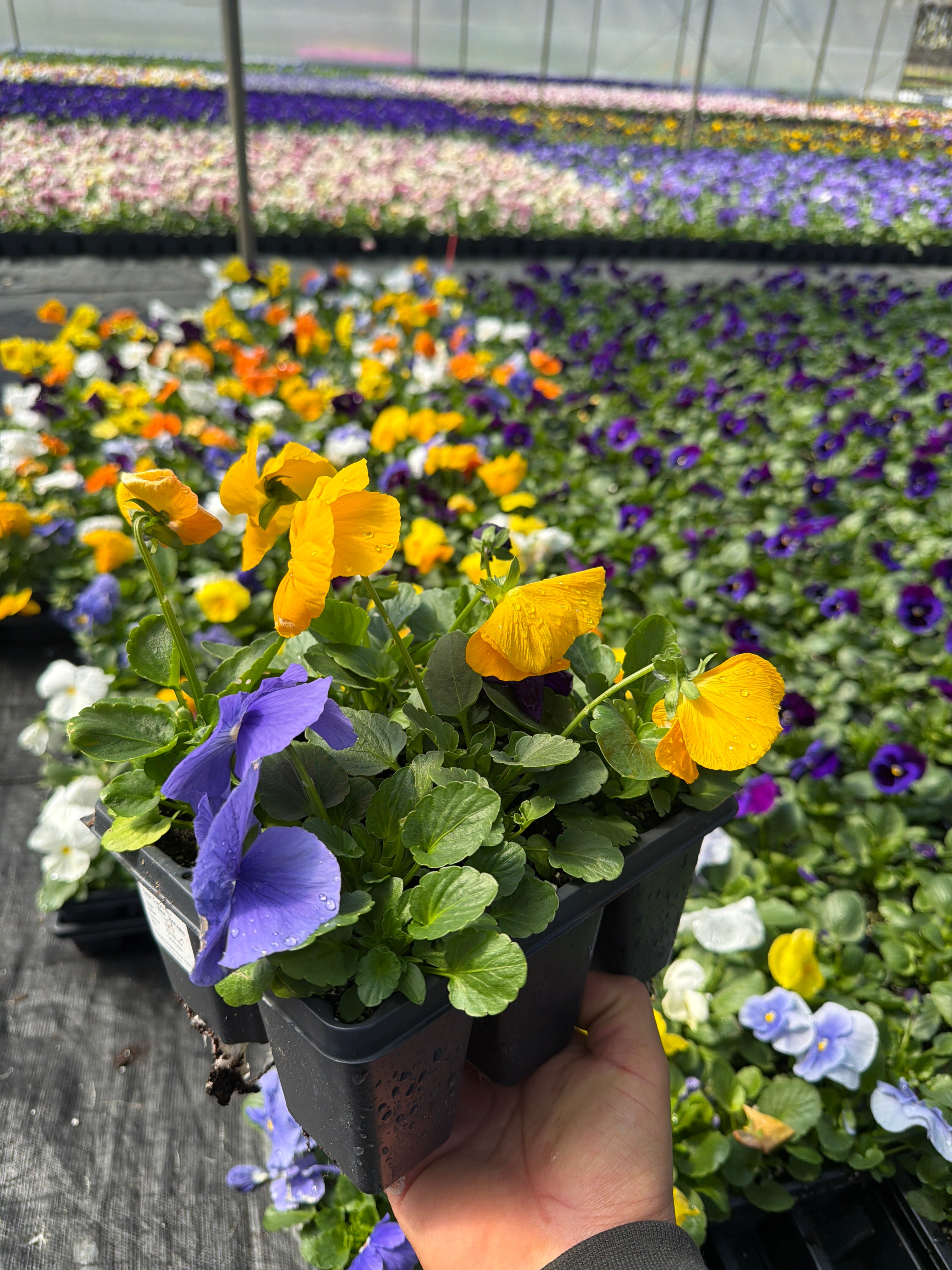 Pansy Delta Pro Clear Colors Mix - 6 Pack Annual