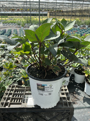 Helleborus Lenten Rose Eternal Spark