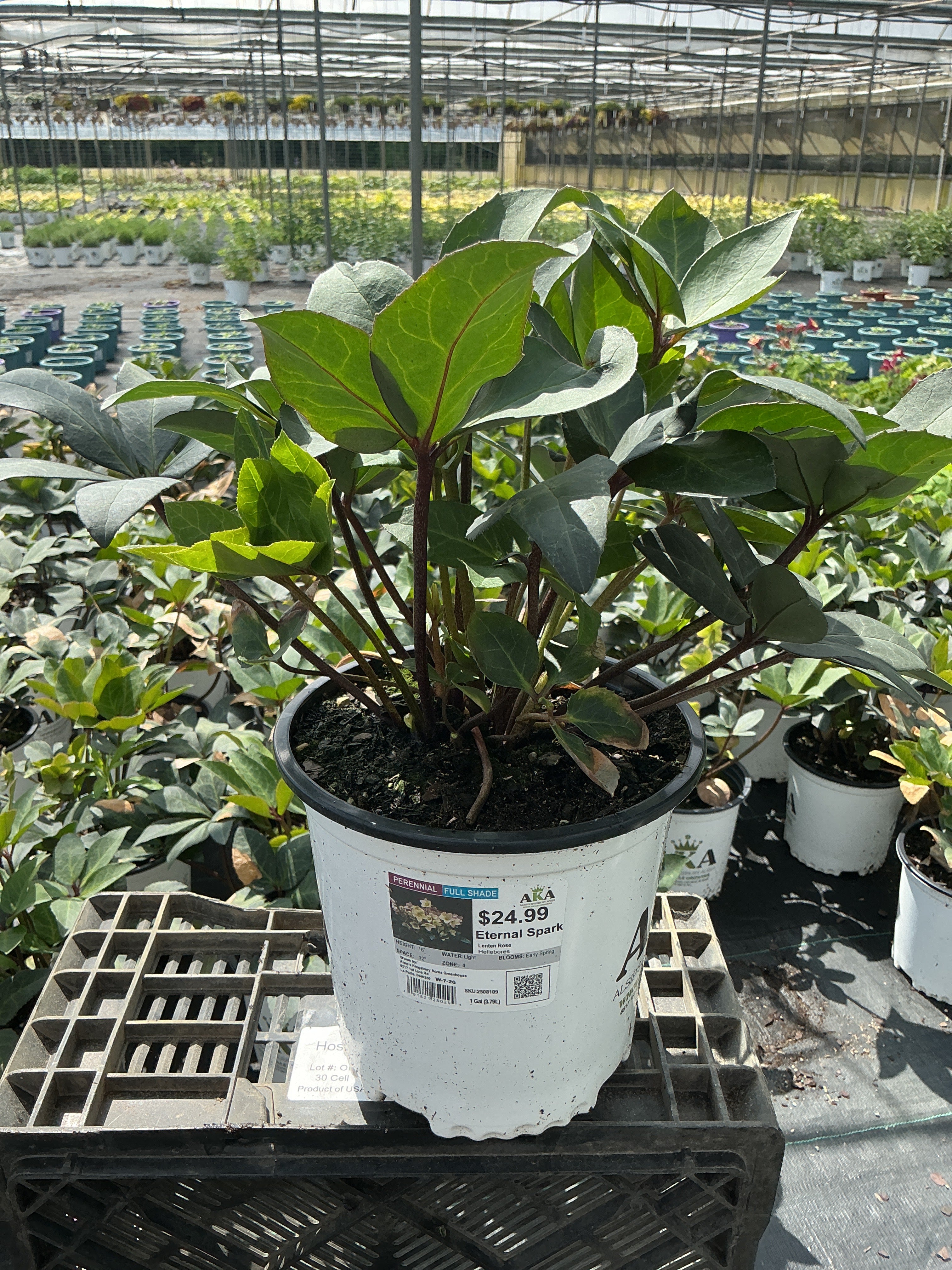Helleborus Lenten Rose Eternal Spark