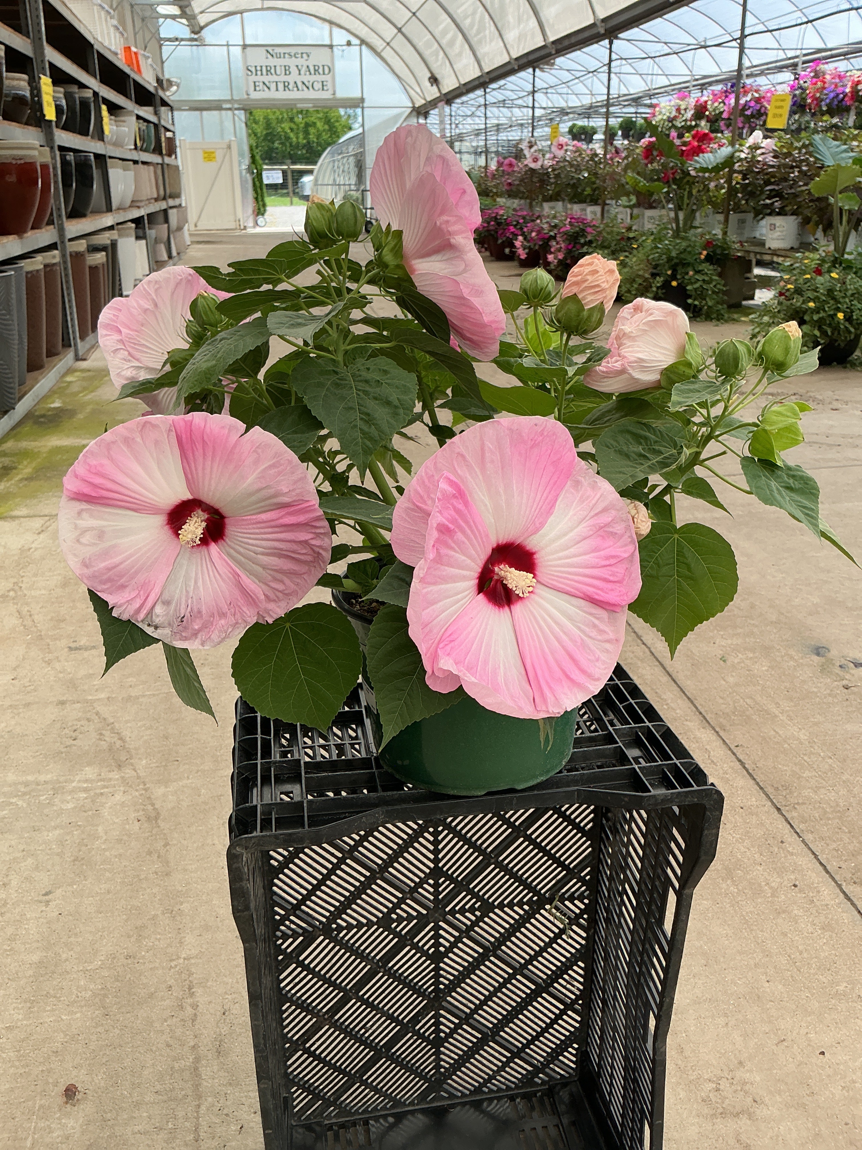 Luna Pink Swirl Hardy Hibiscus - 9" Perennials