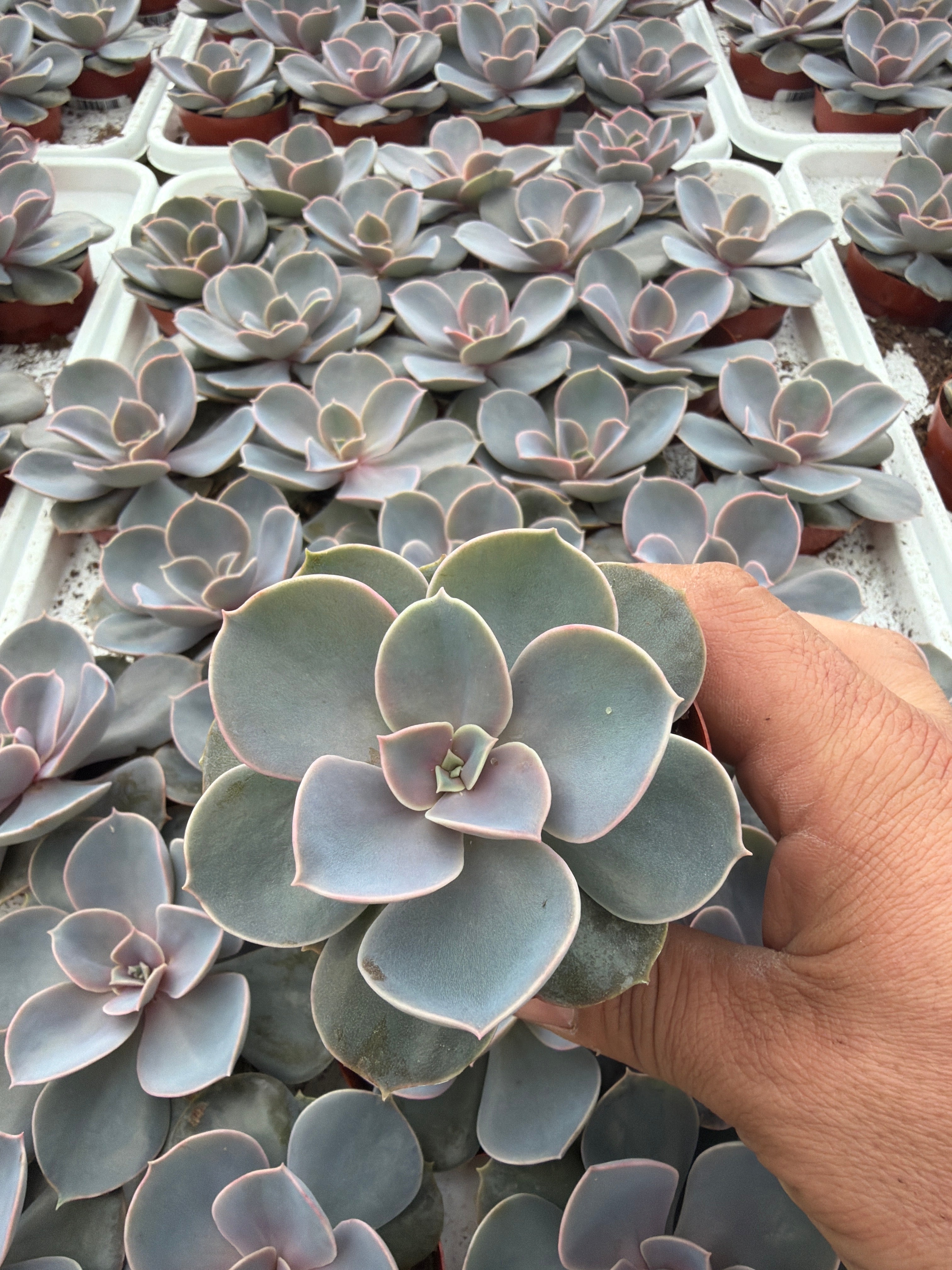 Echeveria Perle von Nurnberg - 2.5" Succulent