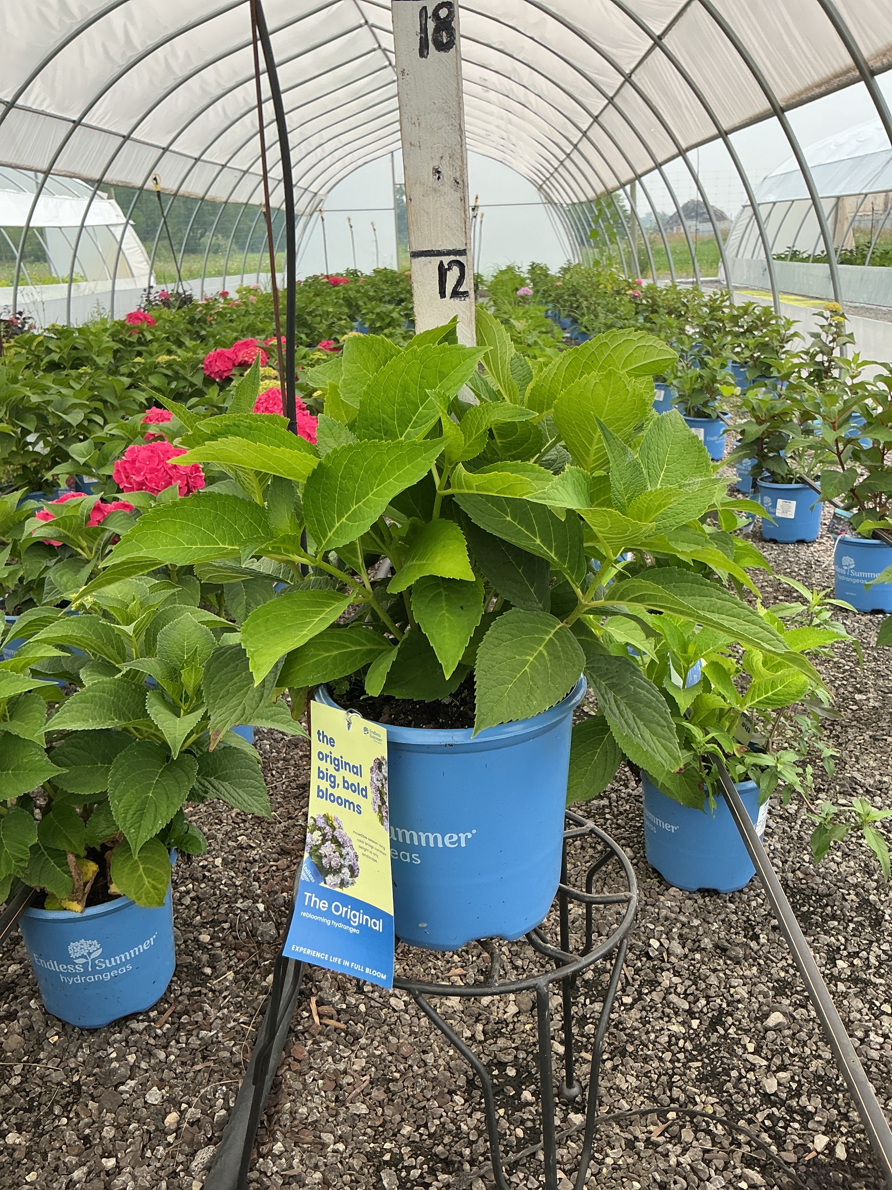 Hydrangea Endless Summer Original