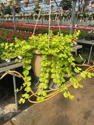 Lysimachia 'Goldilocks' Creeping Jenny - 8" Hanging Basket