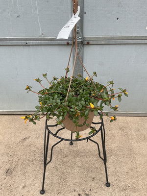 Purslane RioGrande Yellow - 8" Hanging Basket