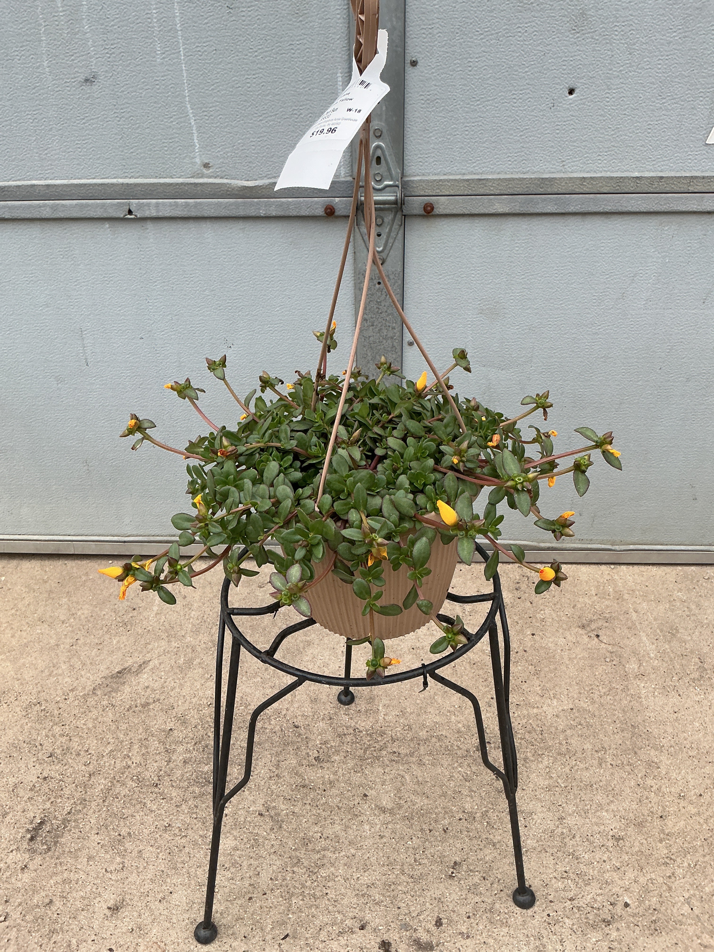 Purslane RioGrande Yellow - 8" Hanging Basket