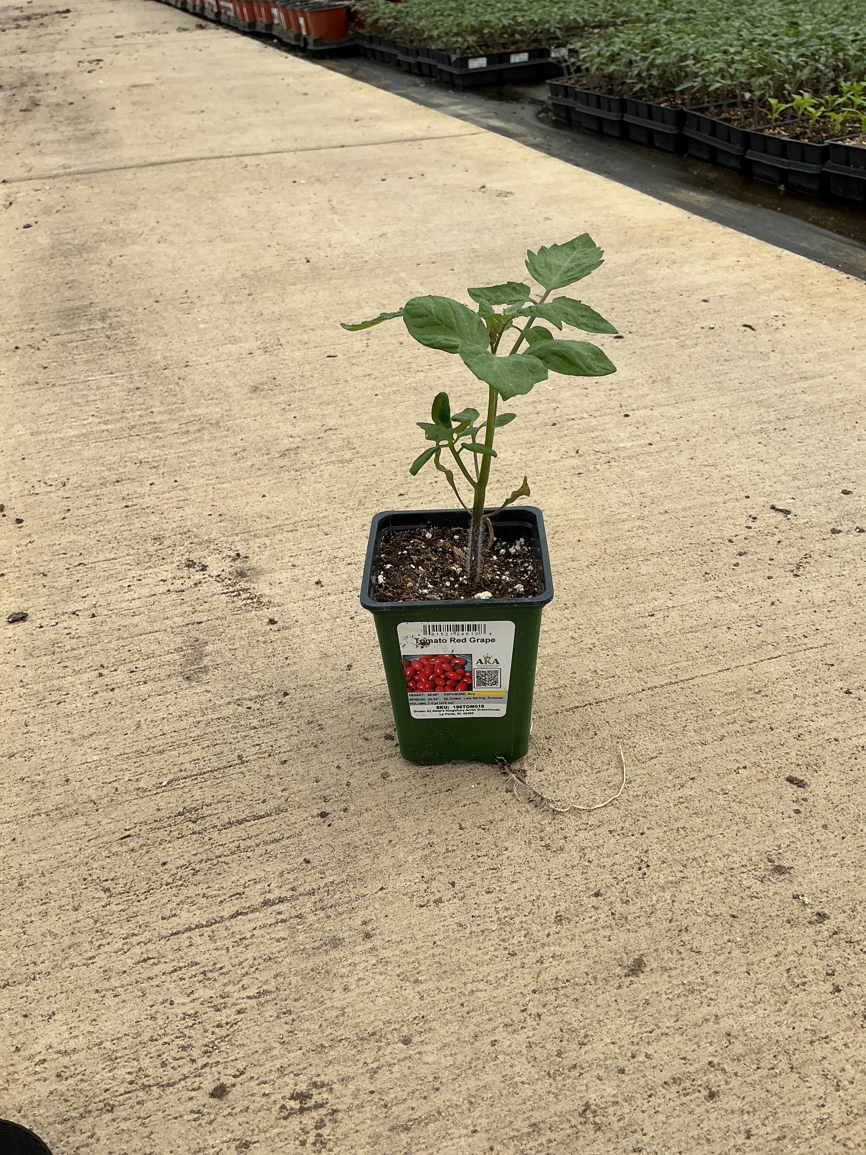Tomato Red Grape - 4" Potted Vegetable