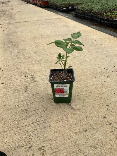 Tomato Red Grape - 4" Potted Vegetable