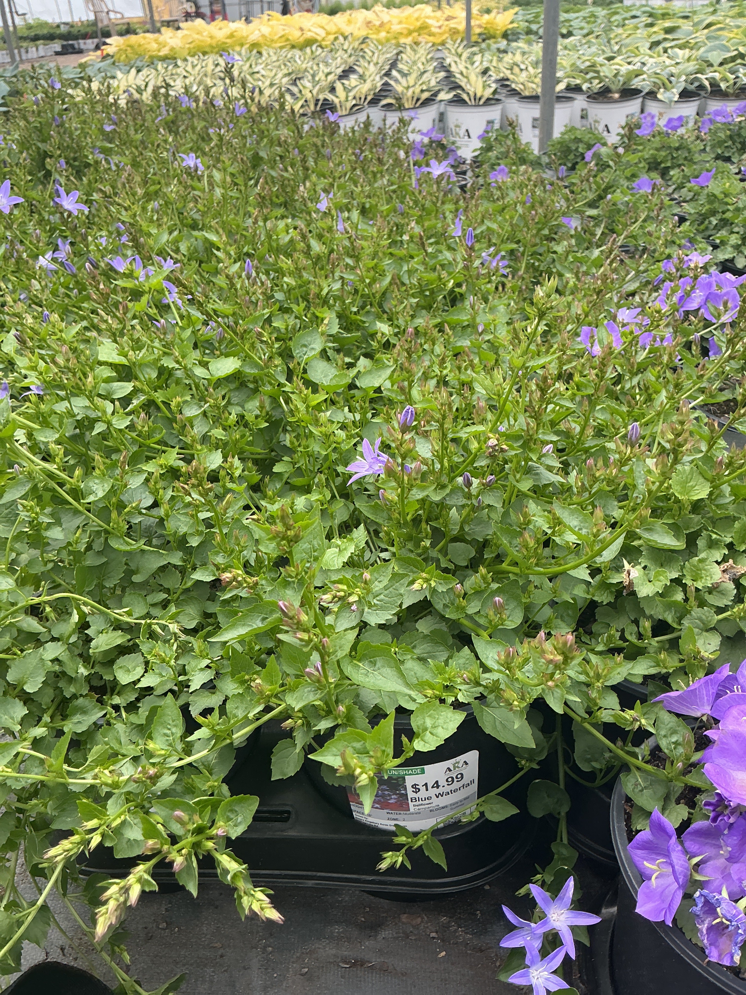 Campanula Bellflower Blue Waterfall - 6" Perennial
