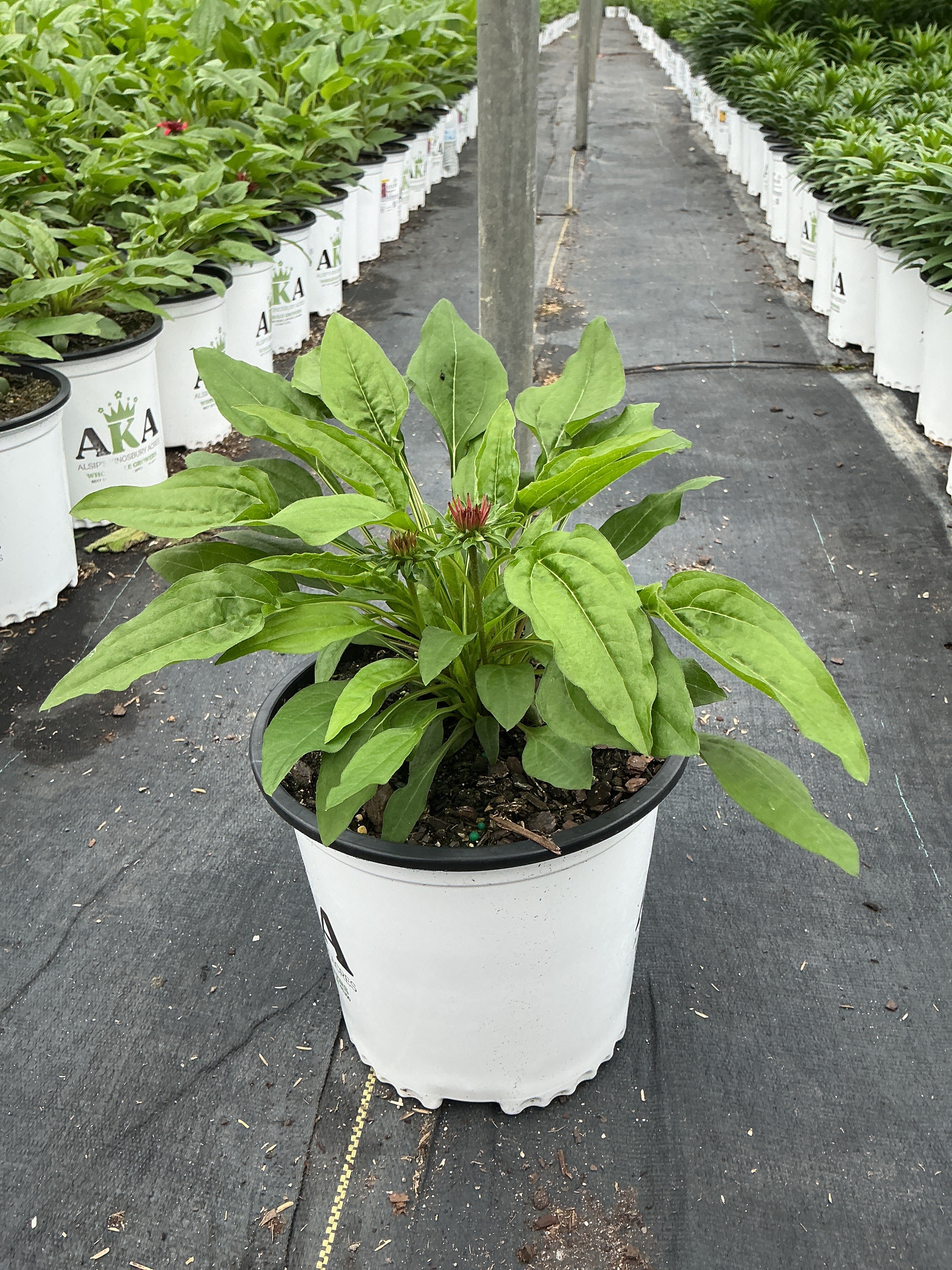 Echinacea Coneflower Double Scoop Strawberry Deluxe