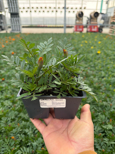 Marigold Bonanza Flame - 4 Pack Annual