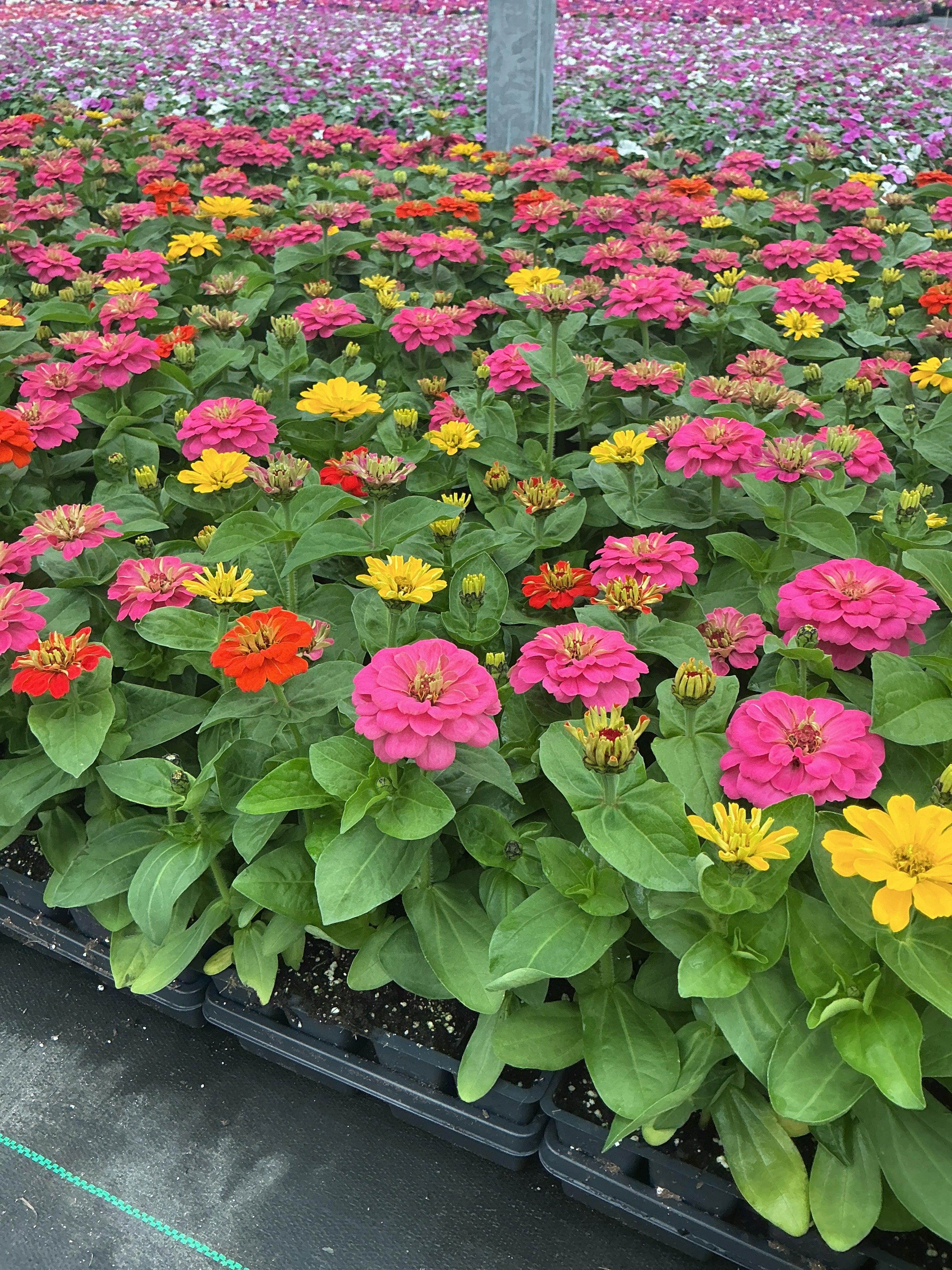 Zinnia Dreamland Magellan Mix - 4 Pack Annual