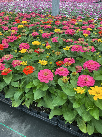 Zinnia Dreamland Magellan Mix - 4 Pack Annual