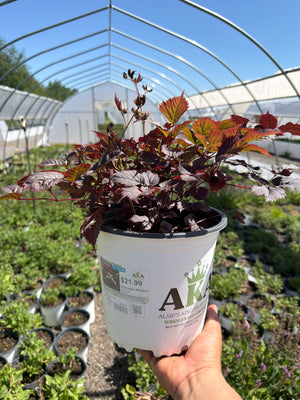 Astilbe False Spirea Chocolate Shogun