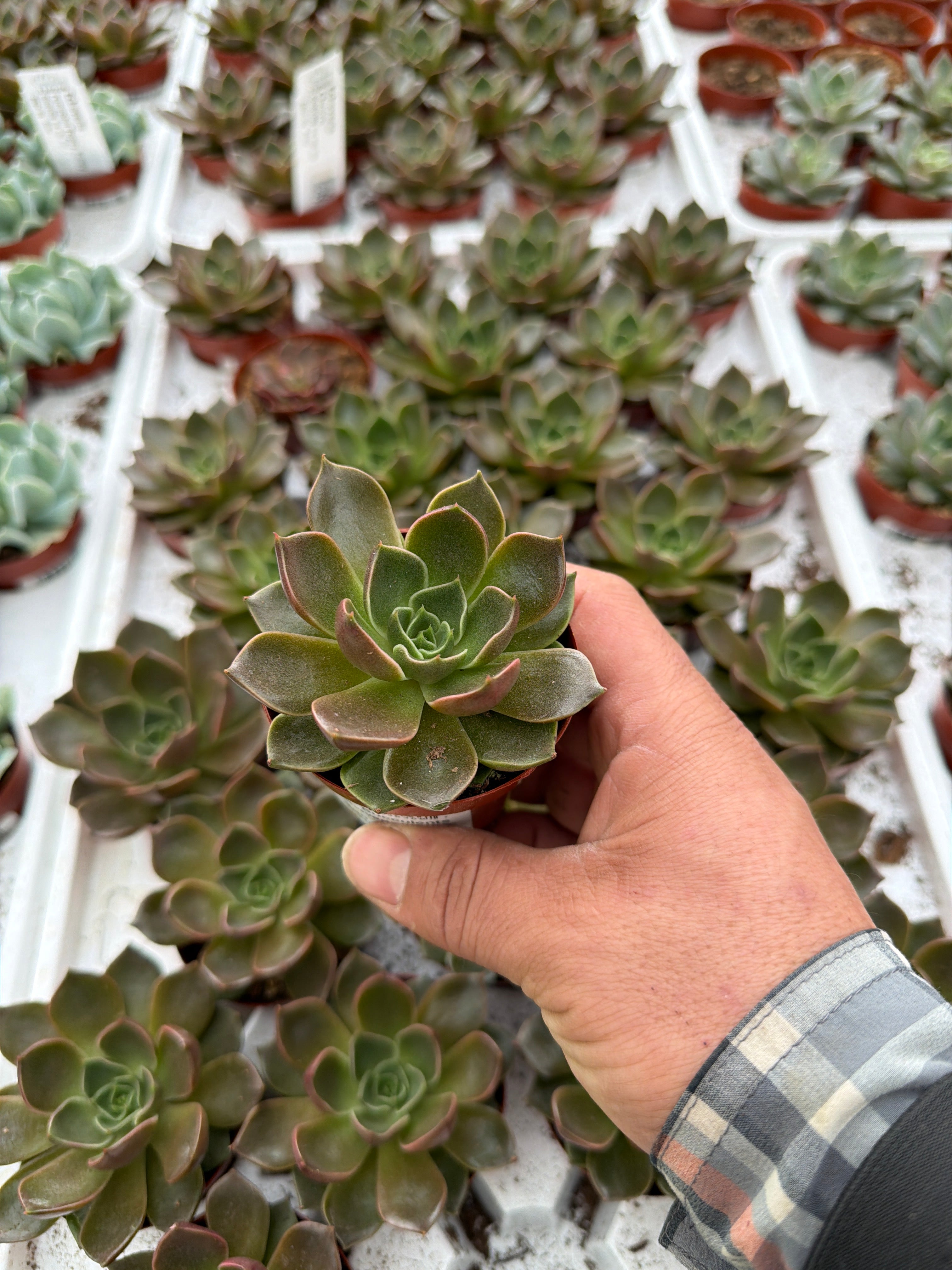 Echeveria Churro - 2.5" Succulent
