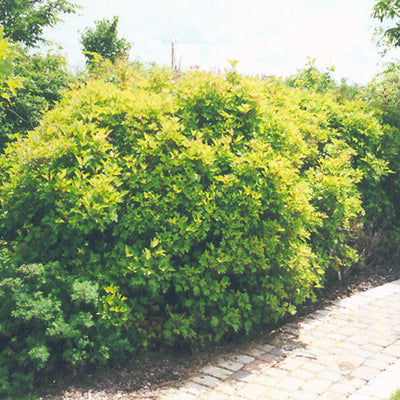 Viburnum Alfredo Compact Cranberrybush