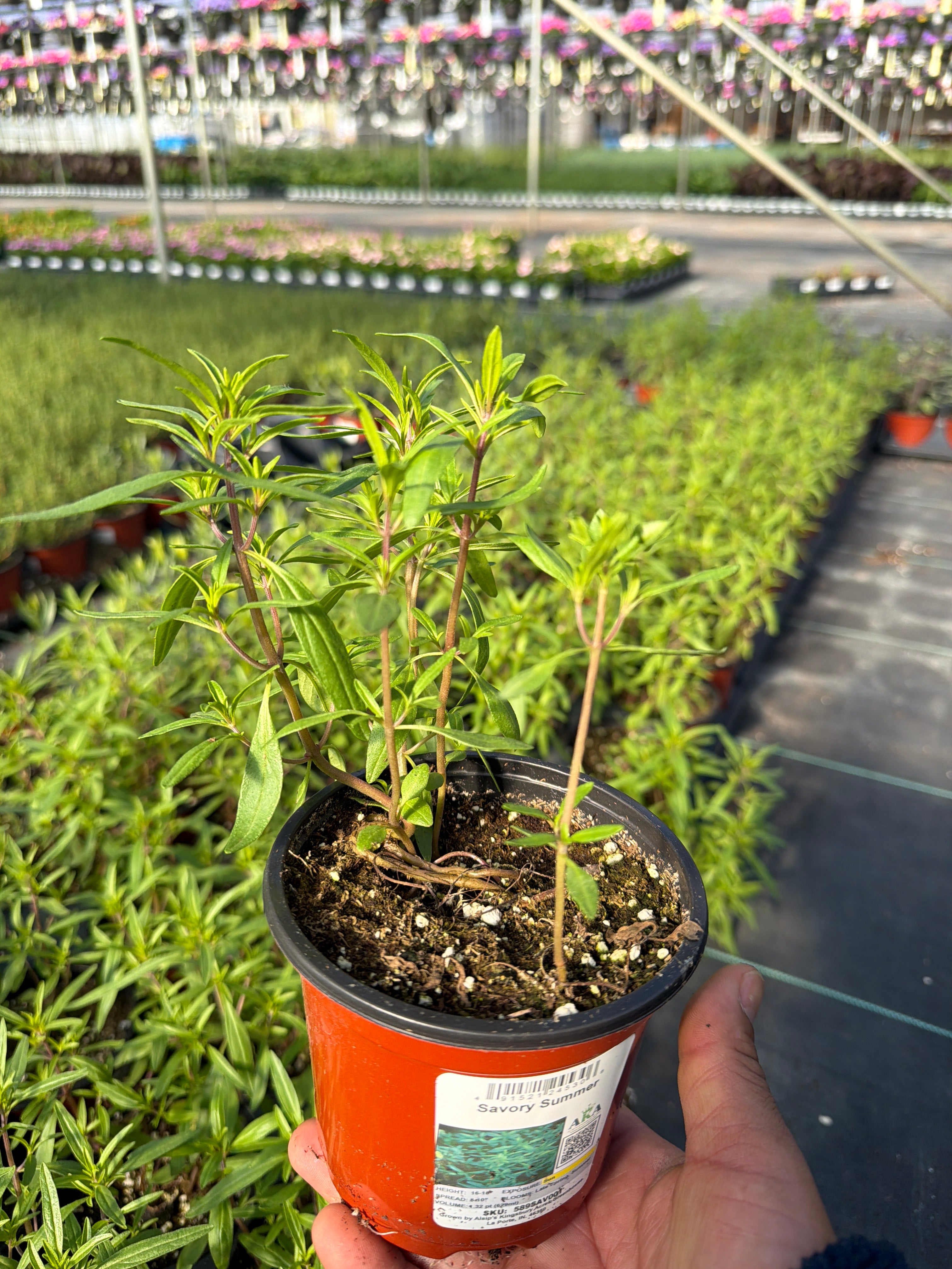 Savory Summer - 4.33" Potted Herb