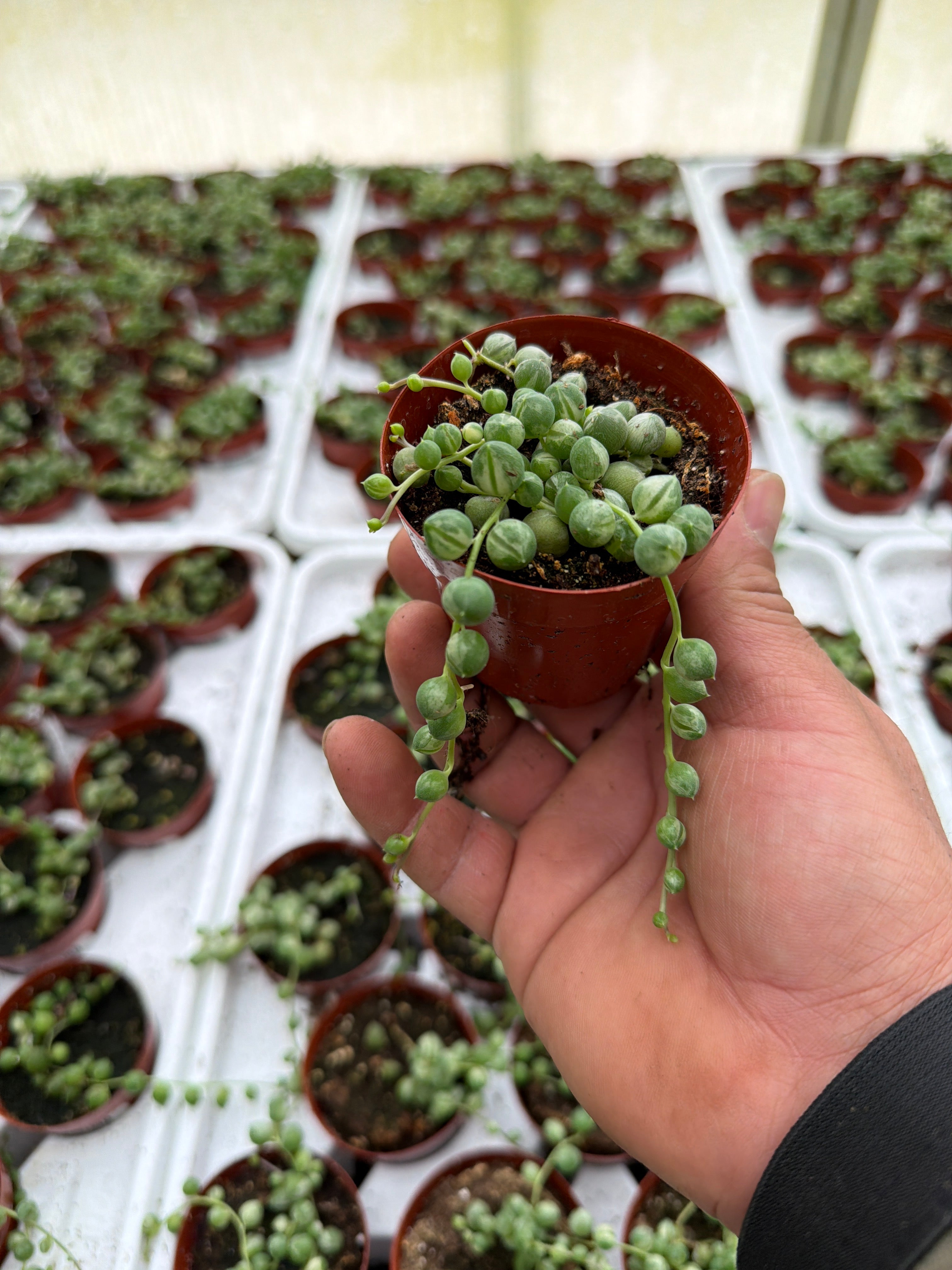 Senecio rowl Marble - 2.5" Succulent