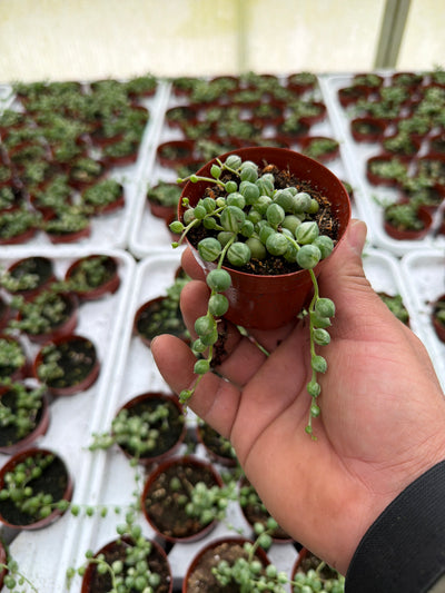 Senecio rowl Marble - 2.5" Succulent