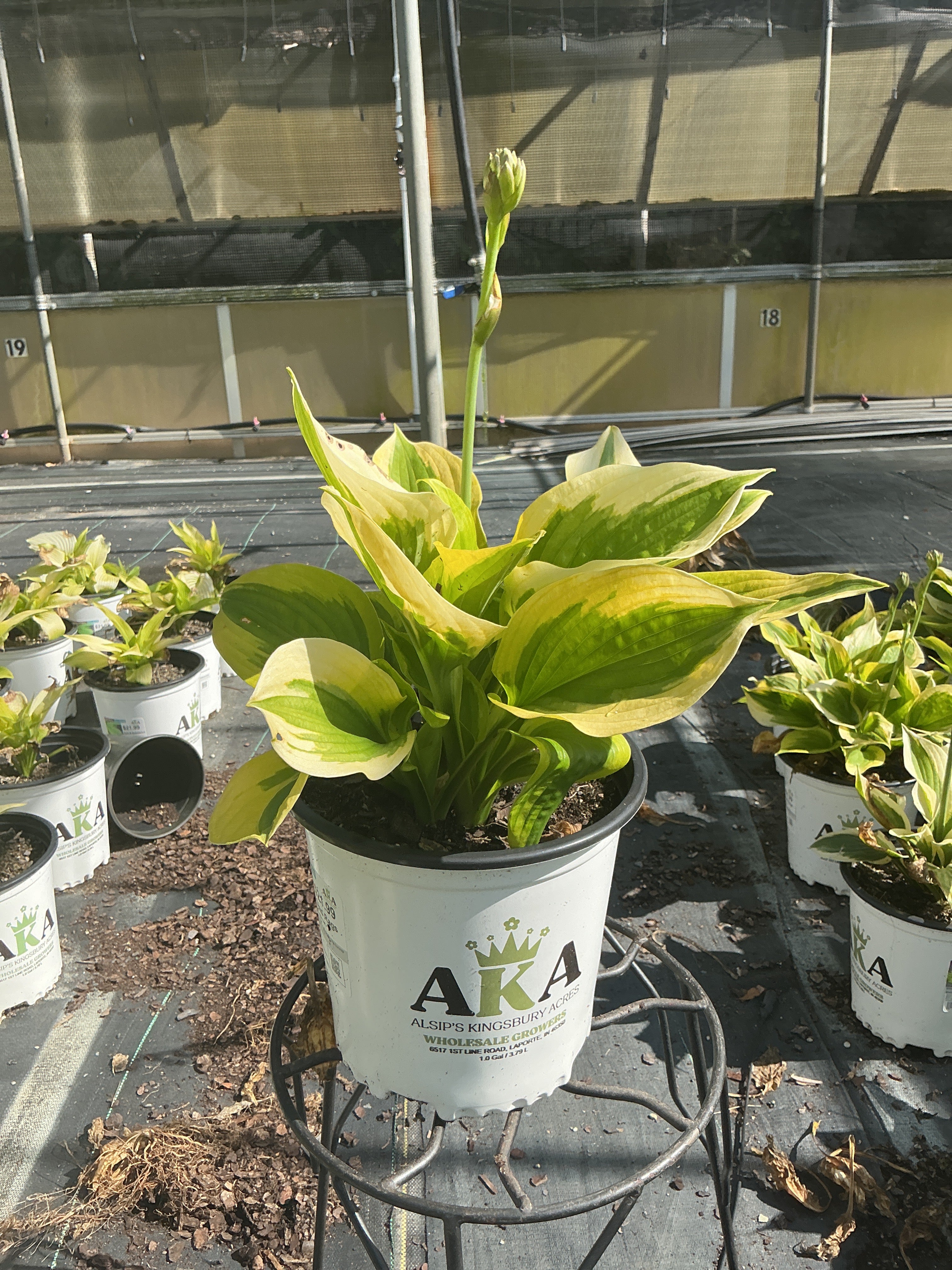 Hosta Plantain Lily Glad Rags