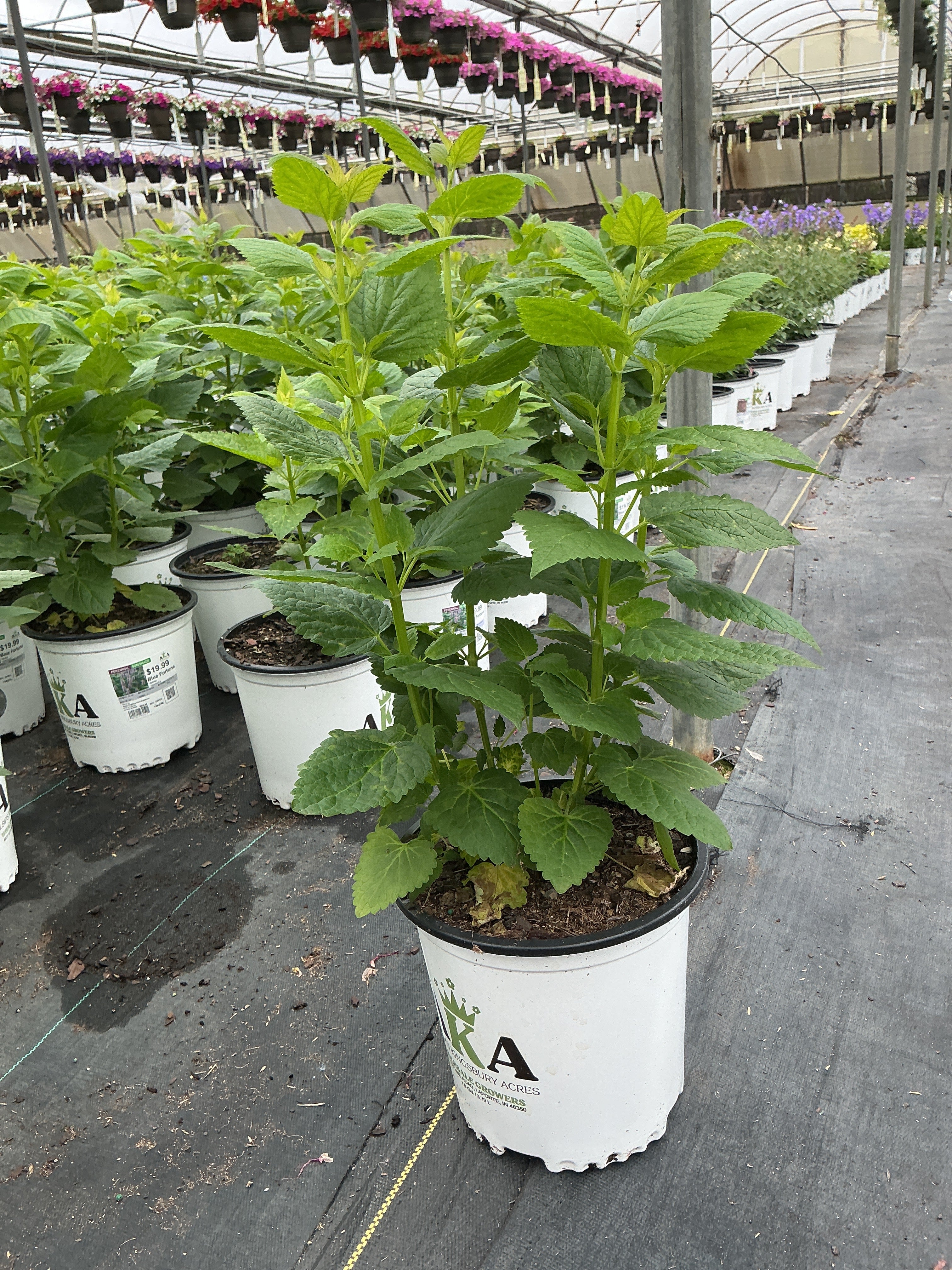 Agastache Hyssop Blue Fortune