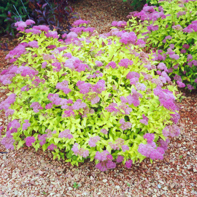 Spirea Goldmound Pink