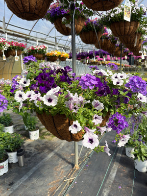Lilac Festival - 18" Coco Hanging Basket