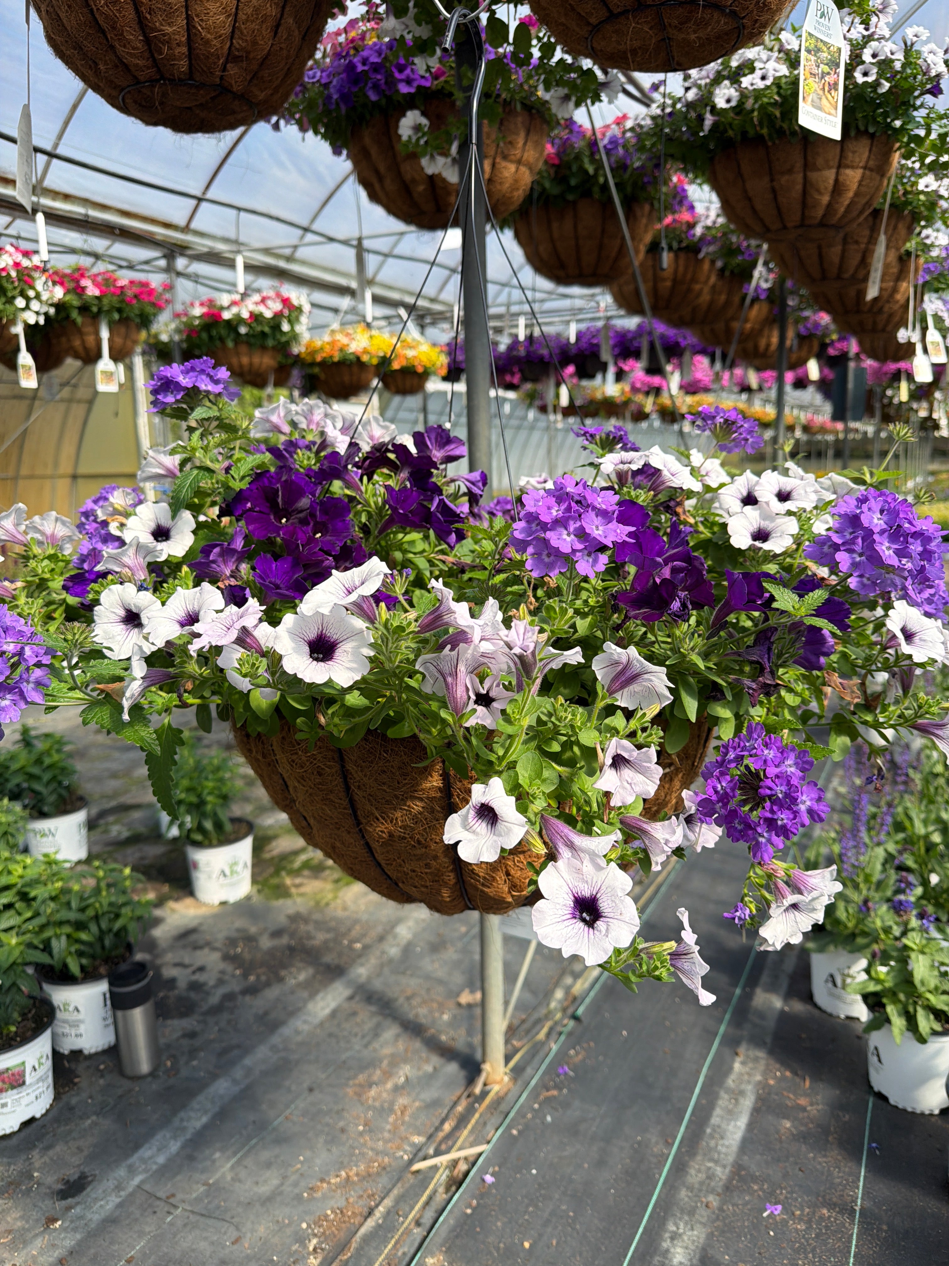 Lilac Festival - 18" Coco Hanging Basket